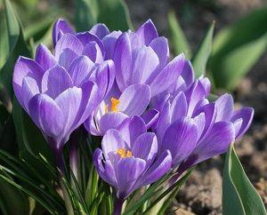 crocus-ficha