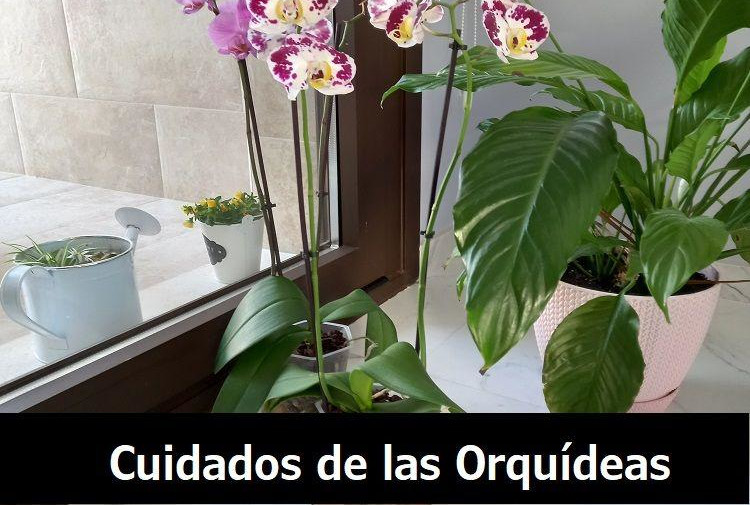 cuidar una orquídea