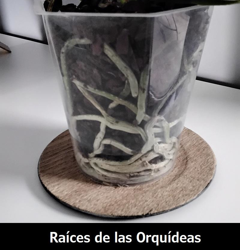 raíces de las orquídeas