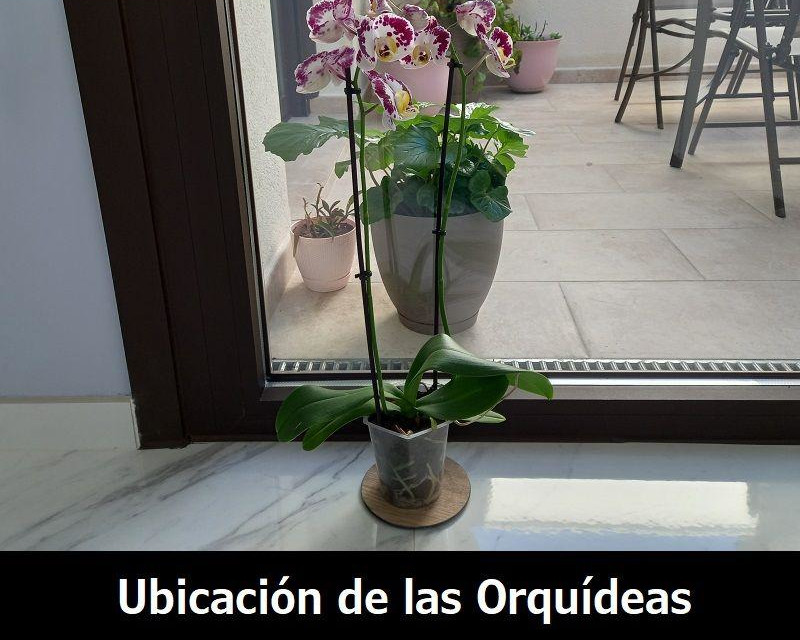 ubicación de las orquídeas