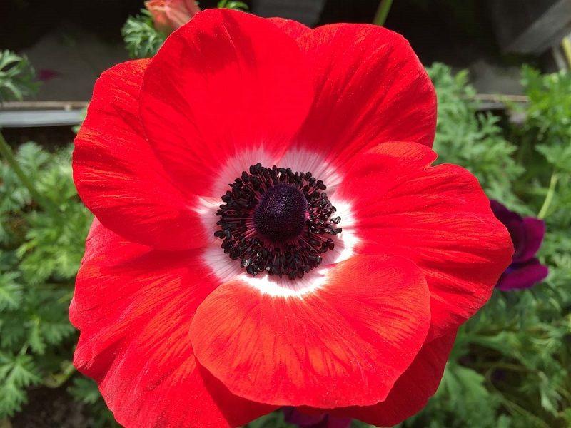 anemone mistral rojo