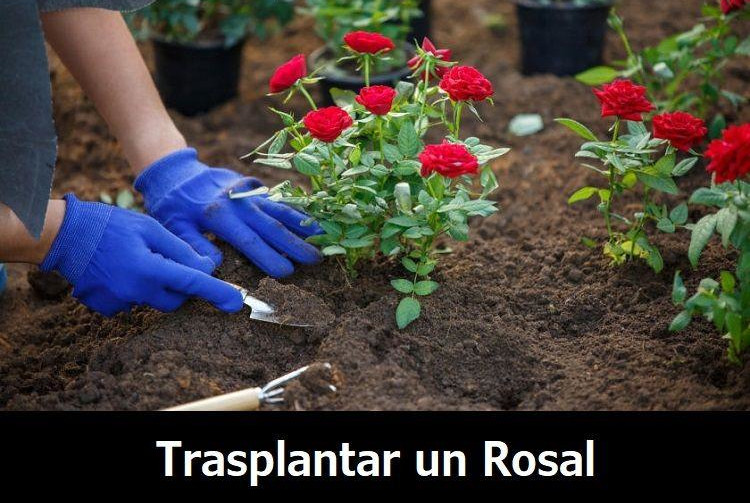 como trasplantar un rosal