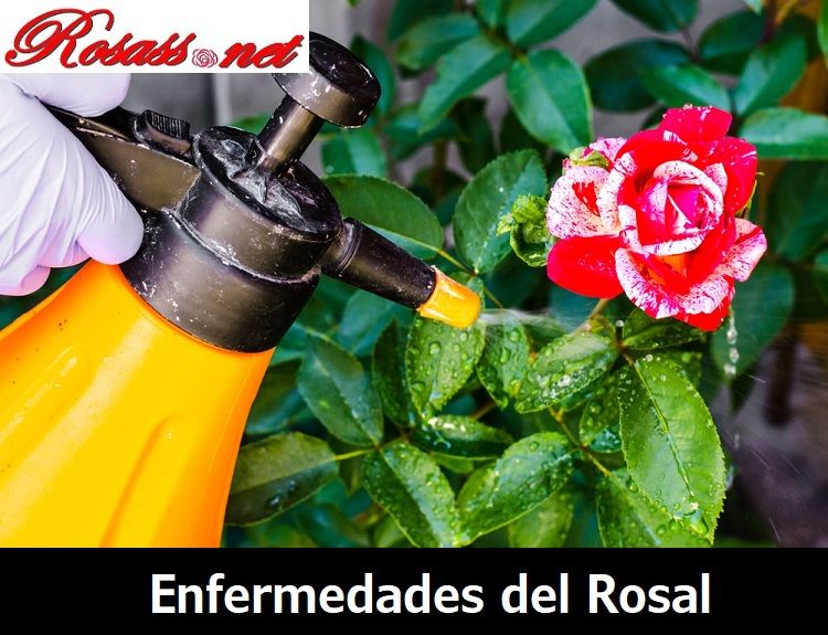 Enfermedades de los Rosales