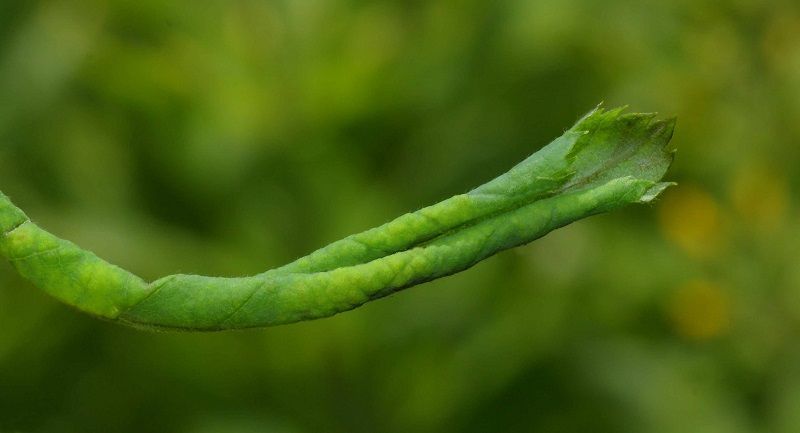 enfermadades y plagas de los rosales Blennocampa phyllocolpa