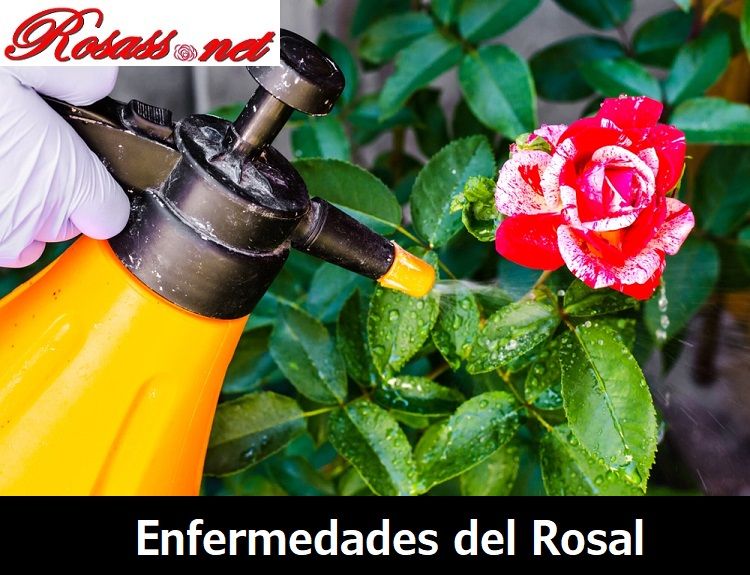 identificando las enfermedades del rosal