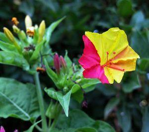 ️ ⊛ MIRABILIS JALAPA 【 Guía De La Planta Don Diego De Noche 】 | Guía ...