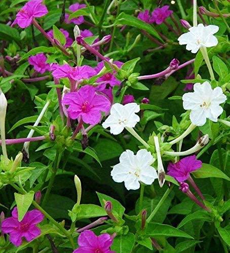 mirabilis jalapa, pericos