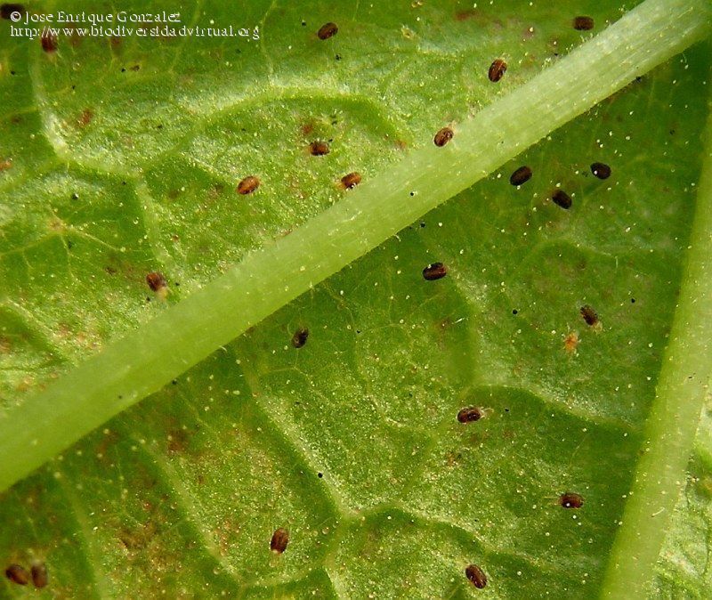 araña roja bajo una hoja