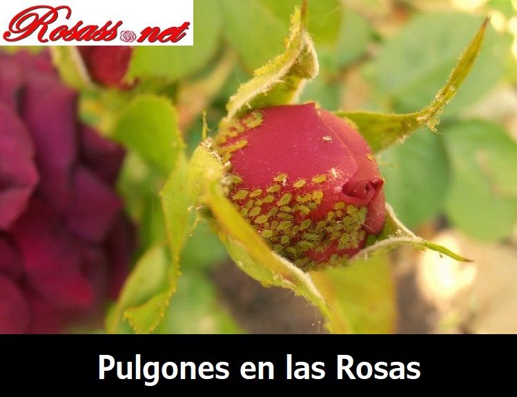 pulgones en rosas