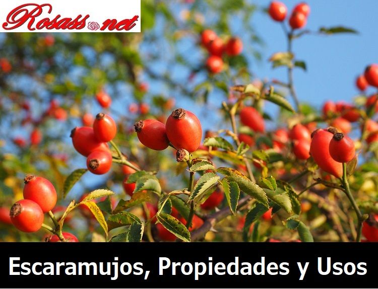 escaramujos propiedades