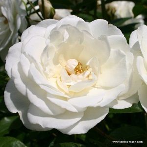 rosa iceberg ficha. rosas blancas