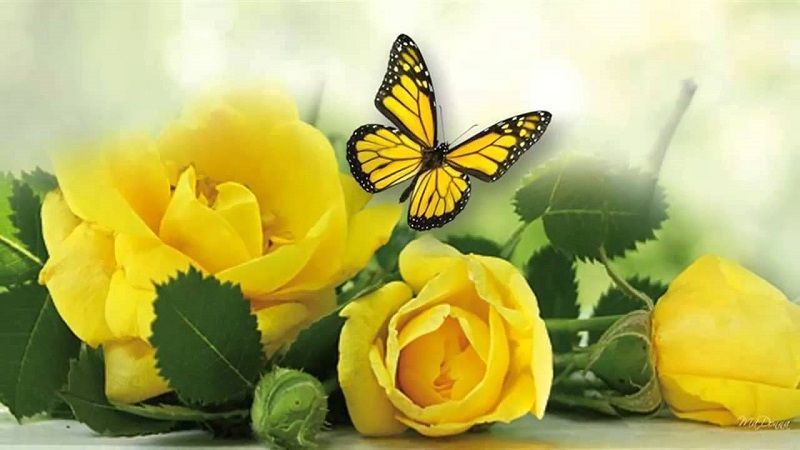 foto de rosas amarillas con mariposas amarillas