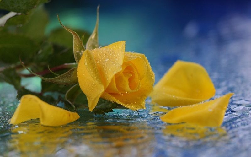 foto de rosas amarillas, con rocío