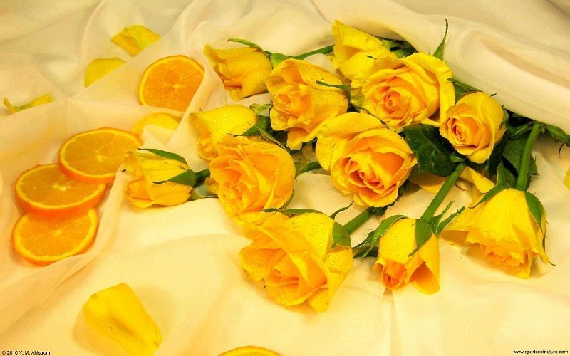 foto de rosas amarillas con rodajas de naranjas