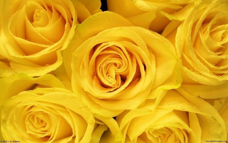 fotos de rosas, fondo de rosas amarillas