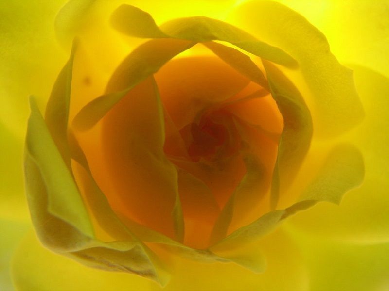 fotos de rosas, foto de rosa amarilla ideal para fondo de pantalla