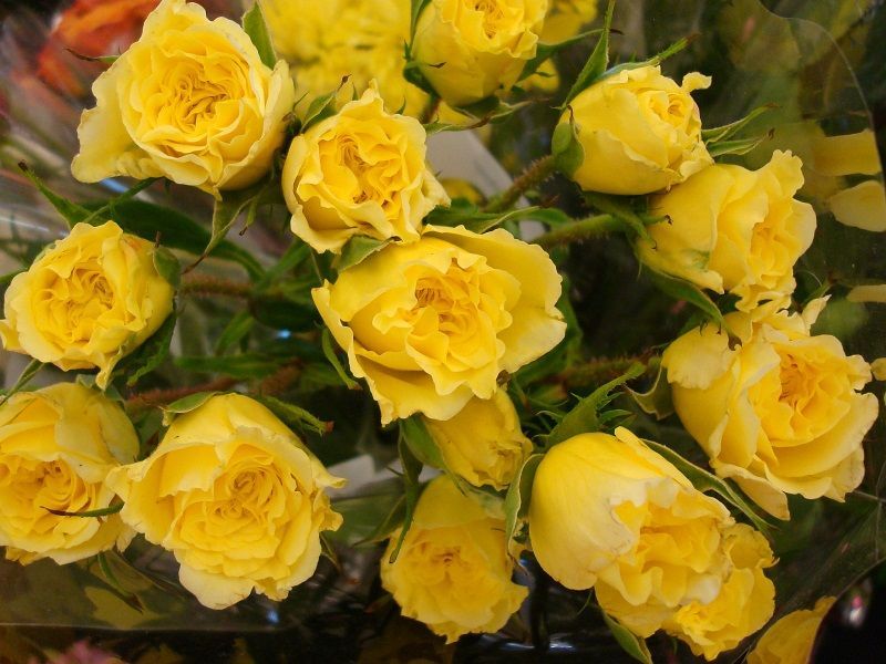 fotos de rosas, ramo de rosas amarillas