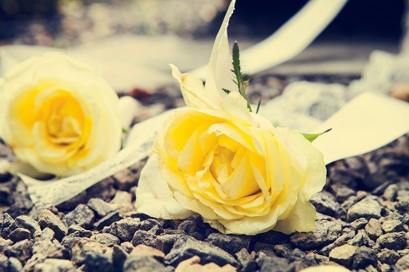 fotos de rosas, rosas amarillas sobre suelo de guijarros