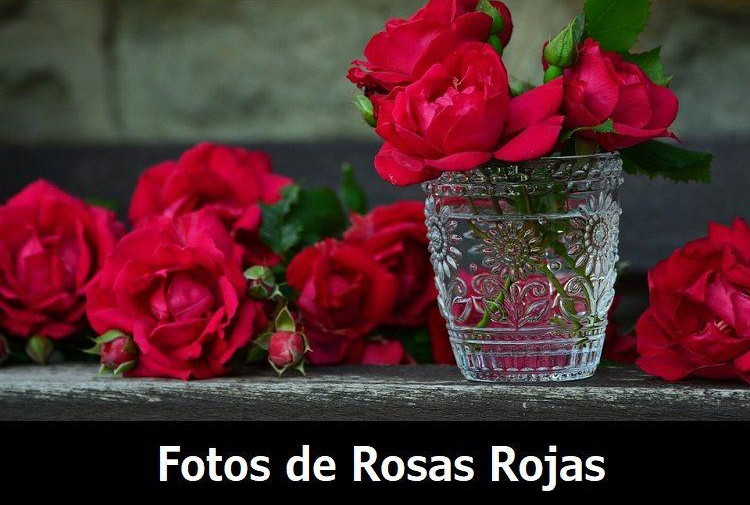 imagenes y fotos de rosas rojas bonitas