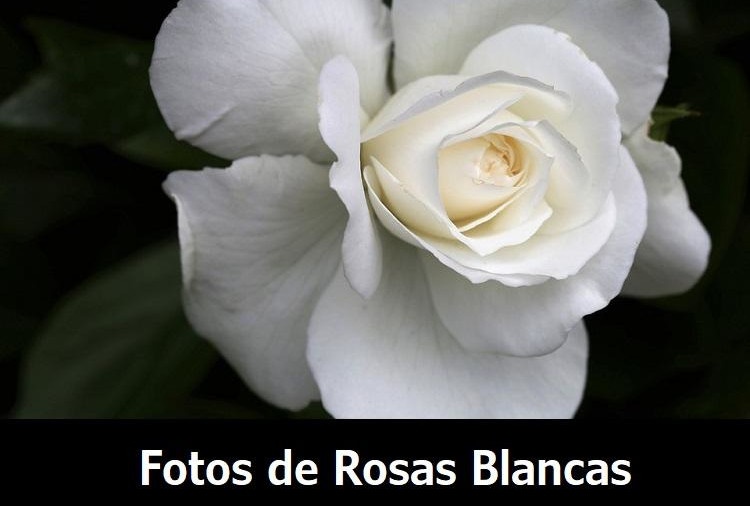 mejores imagenes de flores blancas rosas