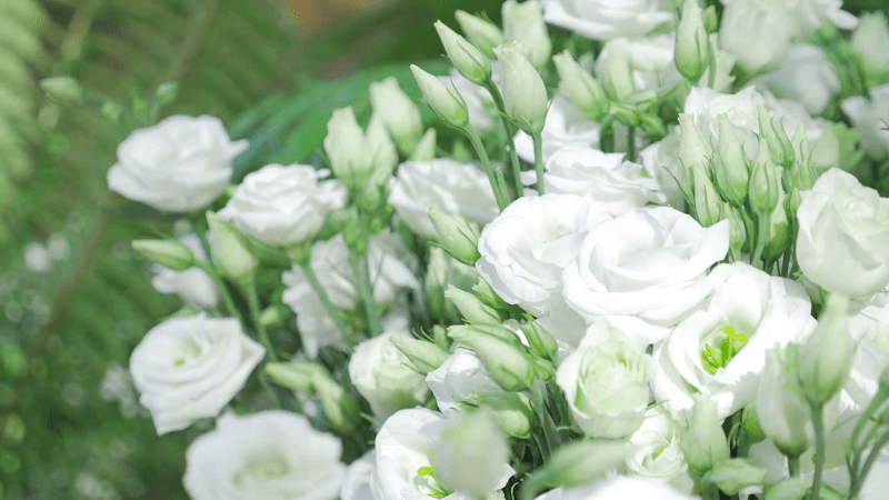 fotos de rosas blancas, cientos de rosales blancos