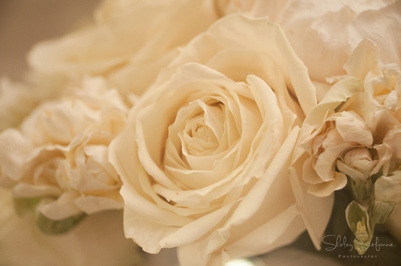 fotos de rosas blancas artísticas