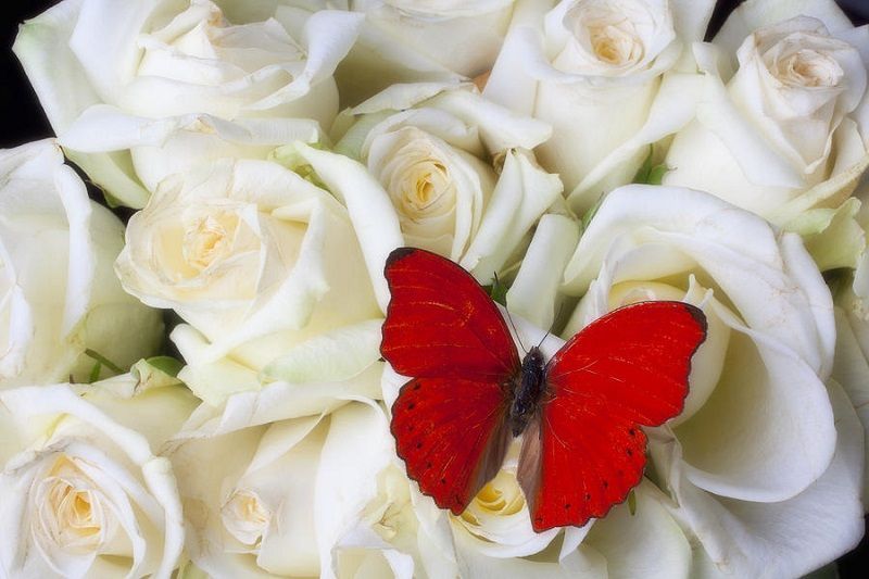 fotos de rosas blancas, con mariposa roja