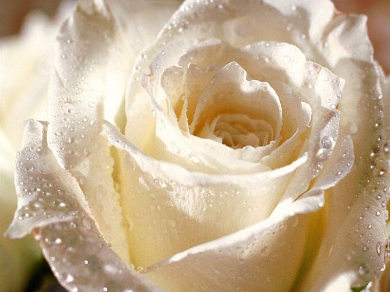 fotos de rosas blancas, rosa blanca perlada de rocío