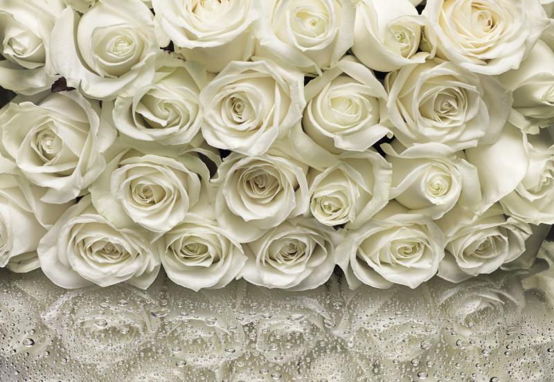 fotos de rosas blancas, sobre espejo