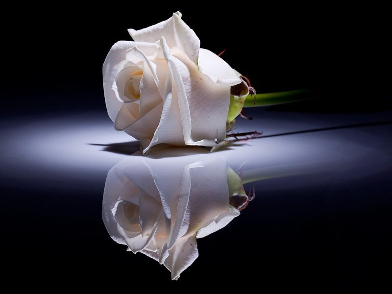 fotos de rosas, rosa blanca reflejadas