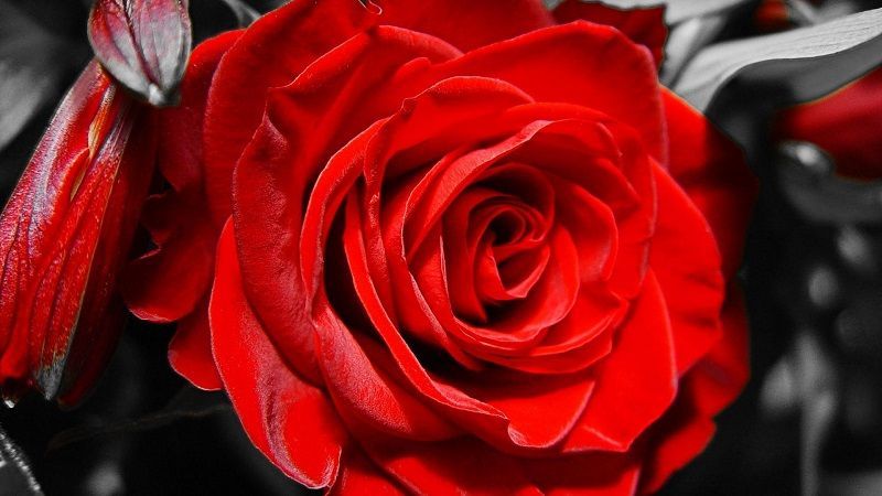 fotos de rosas rojas, foto de rosa terciopelo