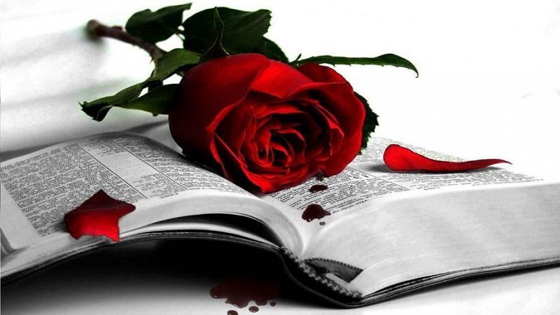 fotos de rosas rojas. Rosa roja y libro