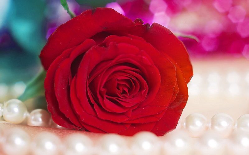 fotos de rosas, rosa roja sobre perlas