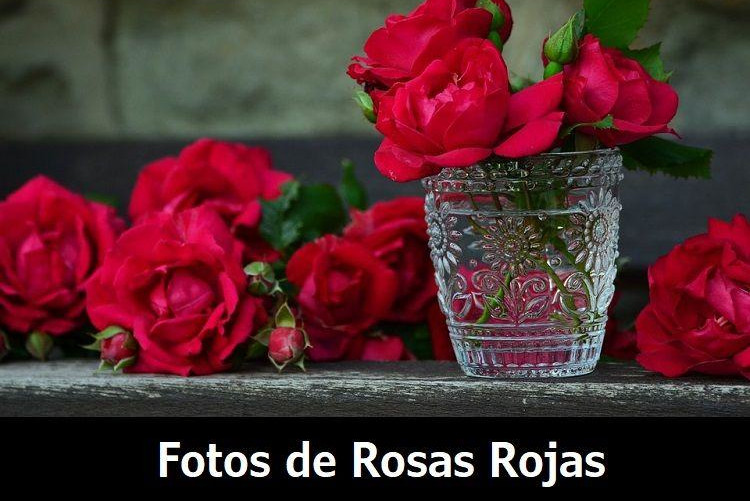 imagenes y fotos de rosas rojas bonitas