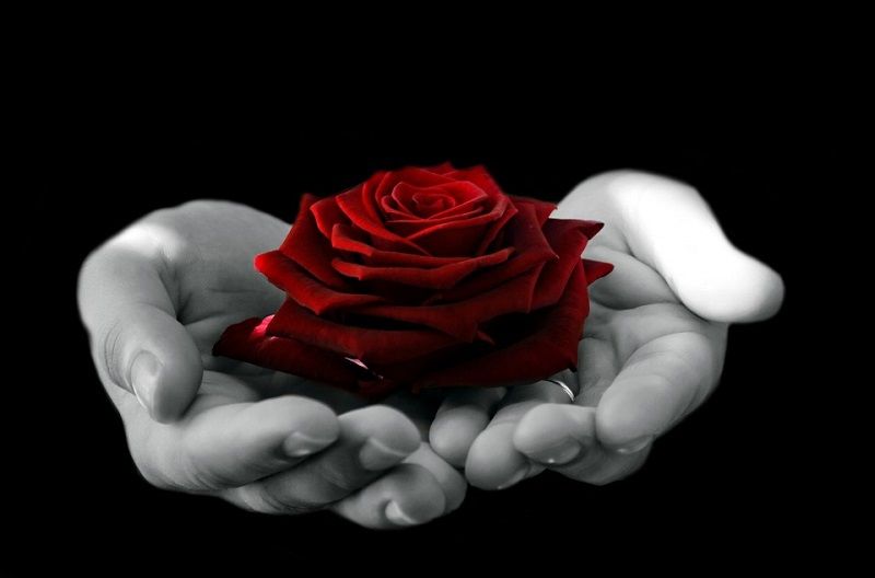 rosas rojas, manos ofreciendo una rosa roja