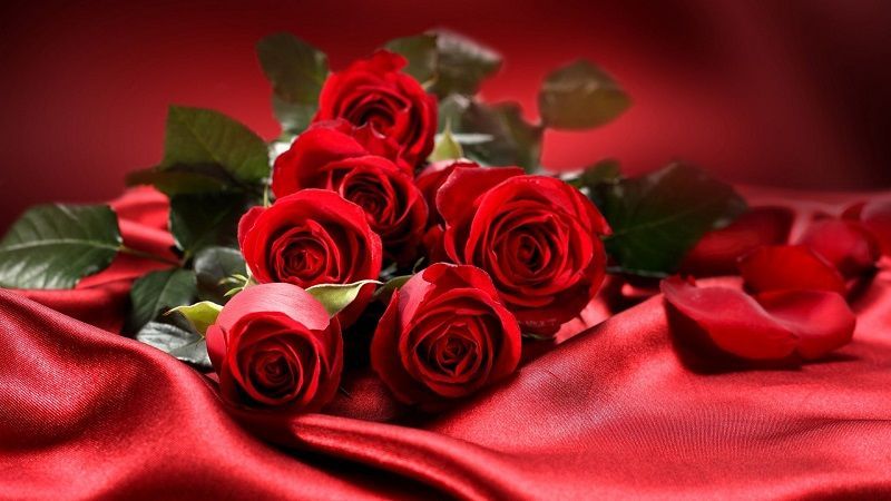 fotos de rosas rojas, ramo de rosas rojas sobre fondo de terciopelo rojo