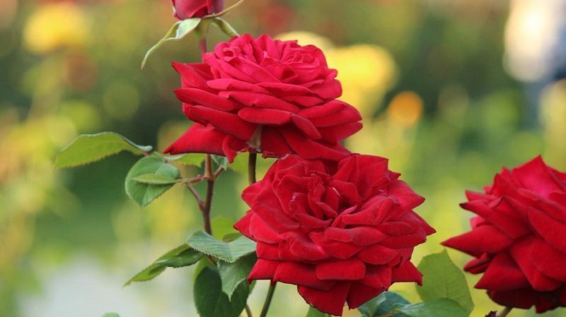 rosal de rosas rojas mister lincolm