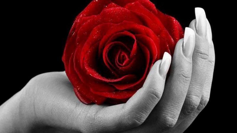 fotos de rosas rojas, rosa en mano de mujer