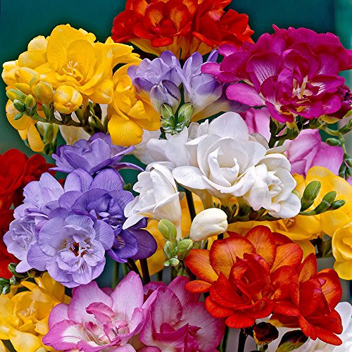 Freesia Double Mix - 10 / Freesia Double Mix - 10 bulbos