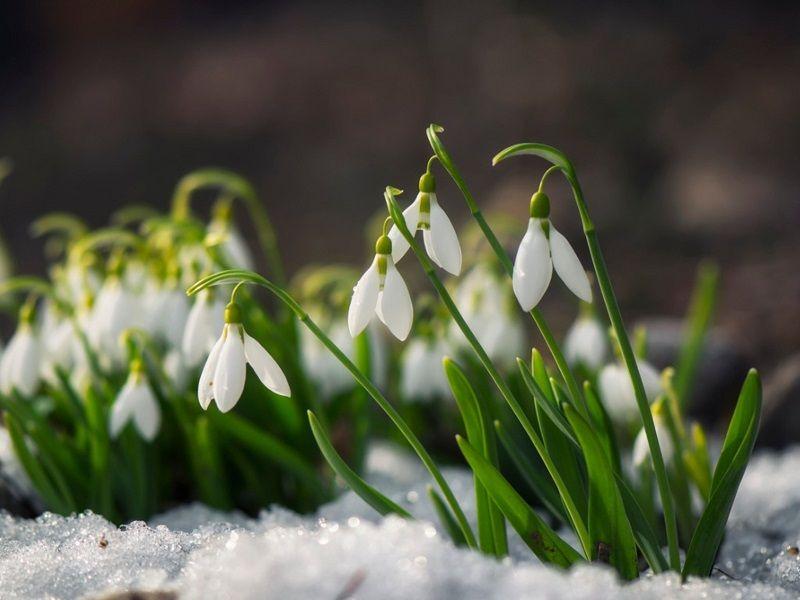 campanilla de invierno con nieve