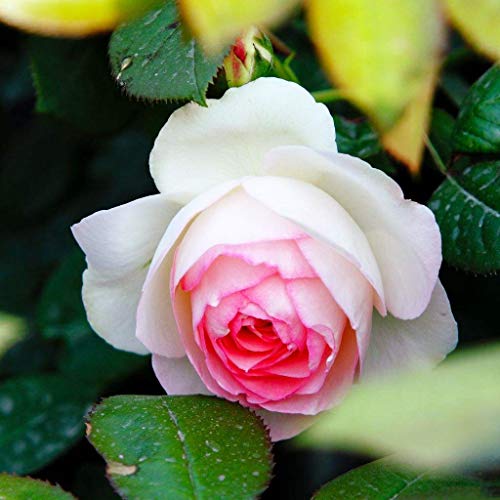 Semillas de rosas trepadoras-100PCS Plantas de flores de rosas coloridas para el jardín Hogar Balcón Cercas Decoración Plantas Flores (Semillas de Mimi Eden Rosa)