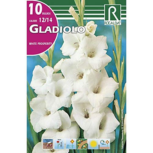 Bulbo Gladiolo blanco puro 10 unidades Rocalba