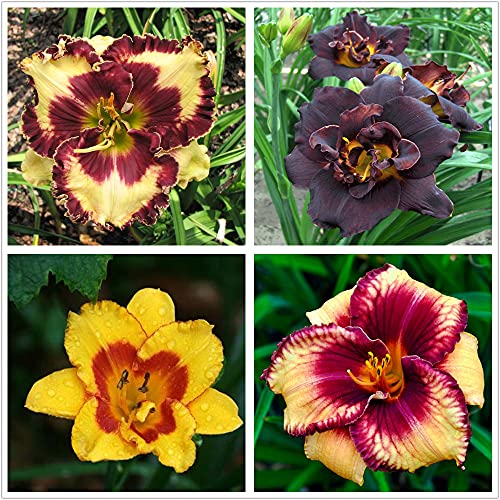 Bulbos de Hemerocallis,Siembra De Primavera,Se Puede Regalar A Amigos,Mundialmente Famoso-8 Bulbos