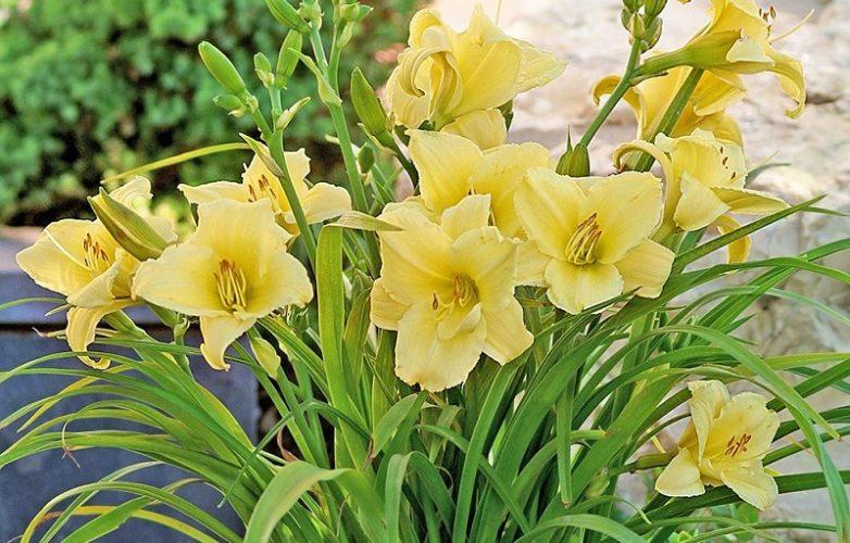 Hemerocallis. Cultivo, Cuidado y Multiplicación