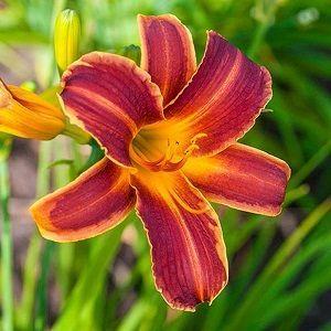 hemerocallis-ficha