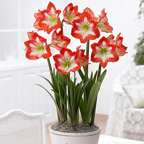 Portal Cool 2 Amaryllis Hippeastrum Minerva roja y blanca flor de la estrella cubierta grandes 26/28 Bulbos