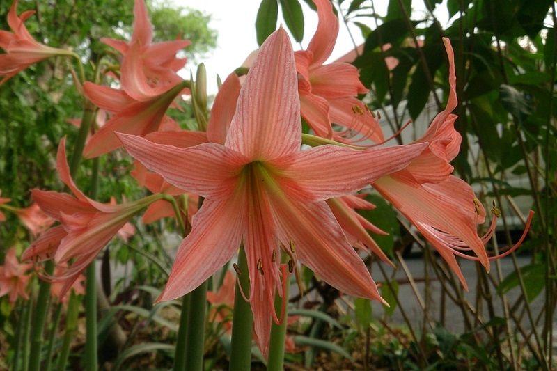 ficha hippeastrum