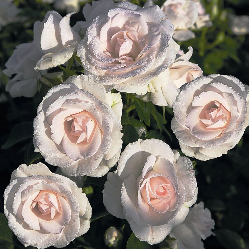 aspirin rose, rosas tapizantes