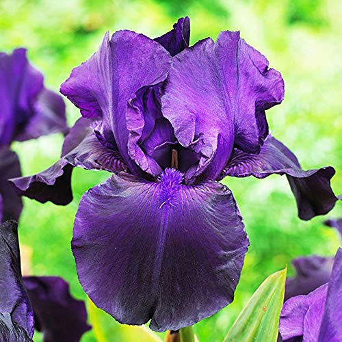 1x Iris rizoma Flores naturales Planta perenne Flor Iris Planta decorativa Bulbi Iris Germanica Matinata