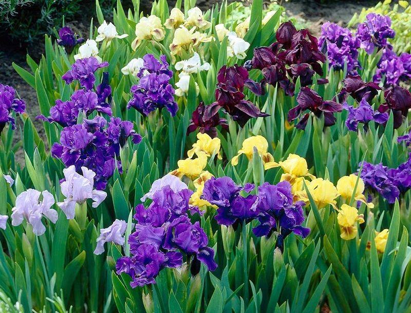 colores de las flores del iris germánica
